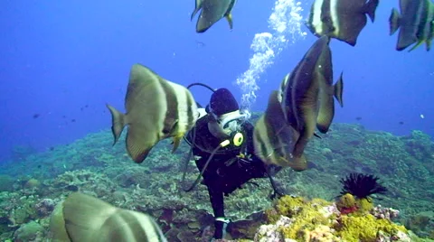 Diver with Batfish Vidéo 64856107