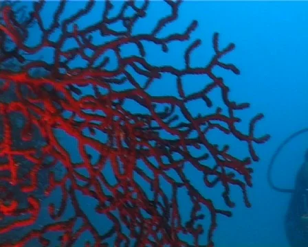 Diver behind Paramunicea 動画素材 80364