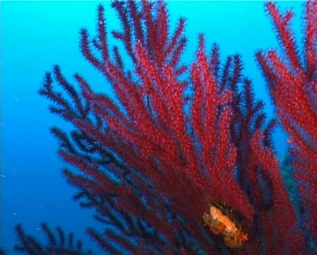 Diver behind Paramunicea – PAL 動画素材 80306