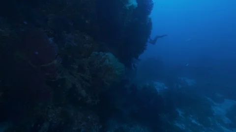 Diver from behind runs alongside rocks covered with gorgonians,Ustica,Mediterran Stock Footage 125520826