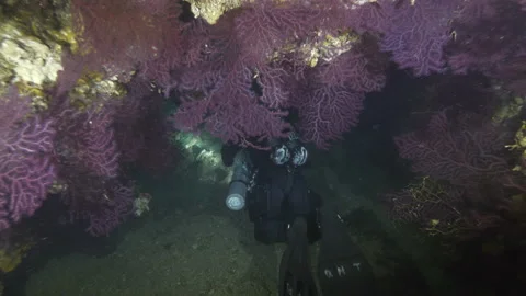 Diver from behind swims under rocky formation covered by purple gorgonian Stock Footage 225256087