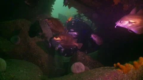 Diver &amp; Bib in cave 스톡 동영상 12422198