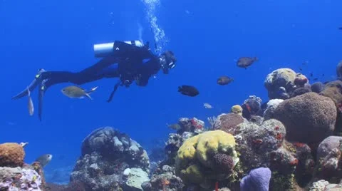 Diver bliss Vídeo Stock 8912791