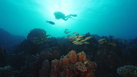 Diver in the blue, school of fish in the front Stock Footage 235029490