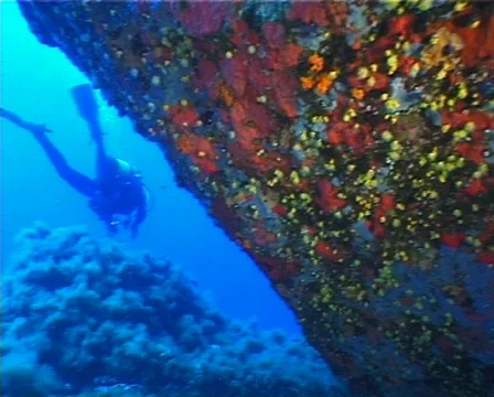 Diver (C135) 動画素材 104730