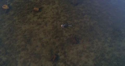 Diver, C4K aerial view above a spearfisher, at the clear, shallow and low wat Stock Footage 91840153