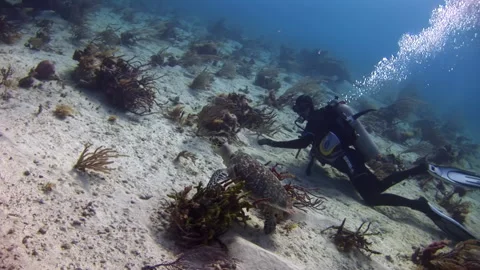 Diver can be seen exploring ocean depths close to bottom and turtle. Stock Footage 235599393