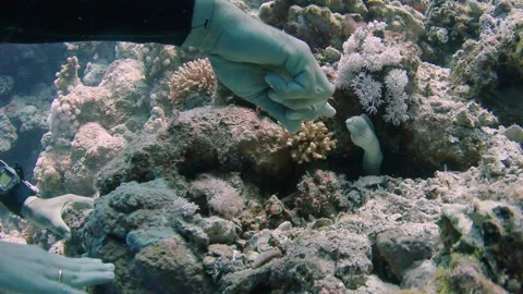 A diver caressing an moray eel with his hand and he comes out of his hole Stock Footage 194790089