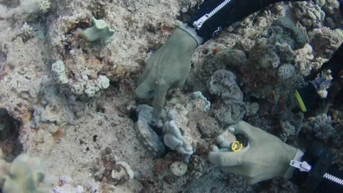 A diver caressing an octopus with his hand and he comes out of his hole Stock Footage 132255337