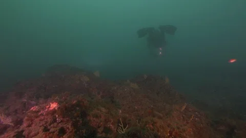 Diver on carpet of 2 colour gorgonians, Secca delle munizioni, Mediterranean Sea Stock Footage 104687585