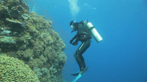 Diver chasing the red anthias at the reef Stock Footage 22642713