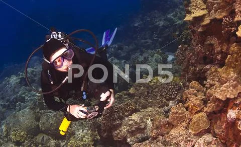 Diver checking out the coral in kona hawaii Stock Photos