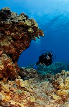 Diver checking out a kona reef Foto stock