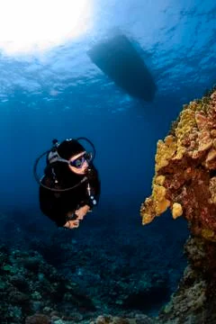 Diver checking out some unusual coral formations in south kona hawaii Foto stock