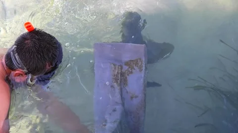 Diver cleans algae and mussels from yacht propeller underwater during marine Video stock 333857883