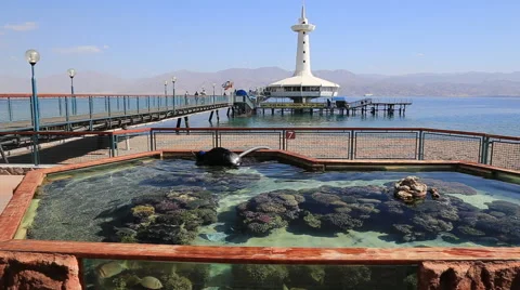 The diver cleans the sea pool with turtles. Eilat. Israel Stock Footage 44017858