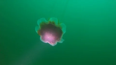 Diver close encounter with Lions Mane Jellyfish Stock Footage 87926735