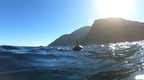 Diver in the cold Atlantic and a school of fish 動画素材 127622598