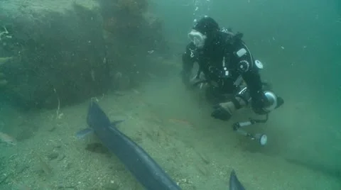 Diver &amp; conger 2 eels Stock Footage 12501895