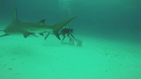 Diver with containers on bottom surrounded by sharks. Underwater. Attack. Danger Stock Footage 65557174