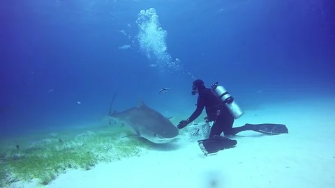 Diver controls shark underwater on sandy bottom of of Tiger Beach Bahamas. 動画素材 83121245