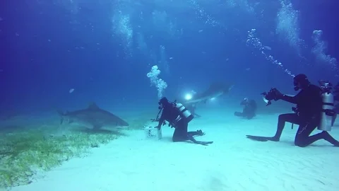 Diver controls shark underwater on sandy bottom of of Tiger Beach Bahamas. 動画素材 83124916