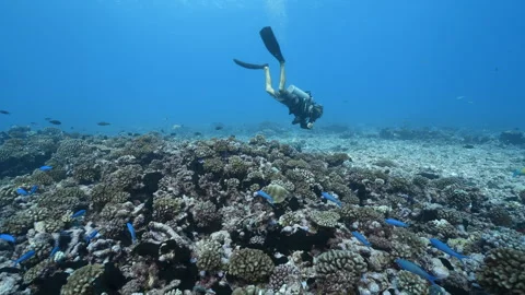 Diver on a Coral reef Rangiroa Stock Footage 301149508