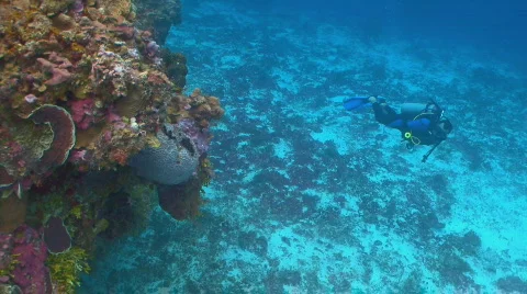 Diver by coral wall 2 Stock Footage 636175