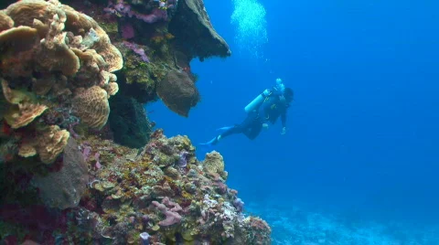 Diver by coral wall Vidéo 636197