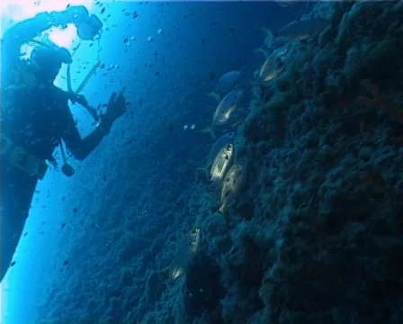 Diver (D098) 動画素材 146090