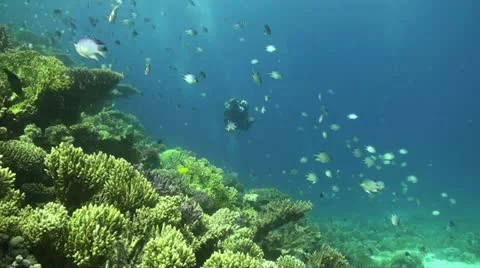 Diver with Damselfish Vídeo Stock 11515587