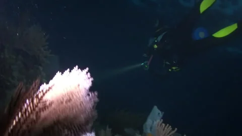 Diver in dark shines on fish hedgehog underwater. Stock Footage 235653193