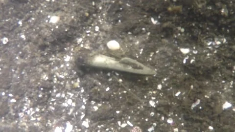 Diver discovers a Bronze Age arrowhead in the Tollense Stock Footage 297393455