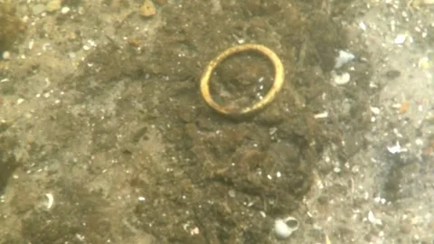 Diver discovers a bronze finger ring from the Bronze Age in the Tollense Stock Footage 297393482