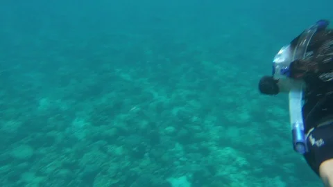 Diver Diving In The Blue Sea Stock Footage 125803822