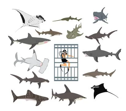 Diver in diving cage observing sharks vector illustration Stock Illustration