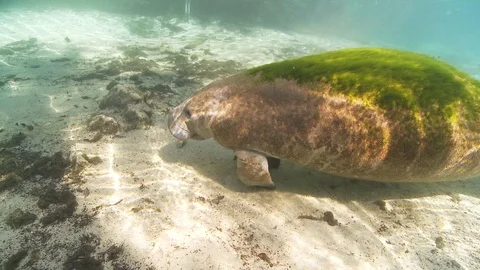 Diver diving in deep sea with mantees fish Stock Footage 109330804