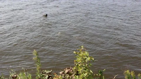 A diver diving with metal detecor in the river 2 Stock Footage 41854816