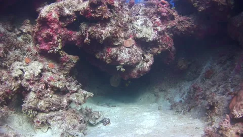 Diver diving out from under an underwater cave. Stock Footage 235513503