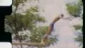 Diver Diving Pool SWIMMING 1960 (Vintage Film Retro Home Movie) 5782 HD Footage