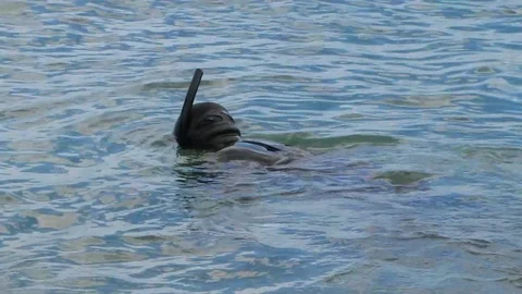 Diver before diving into the sea. Stock Footage 86810560