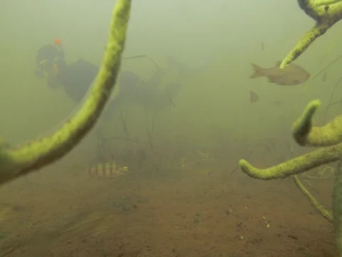 Diver in diving suit. Man swims underwater above bottom. Sport, fishing Stock Footage 70033354