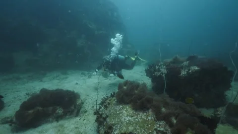 Diver diving through Anemones and Sand Stock Footage 271527876