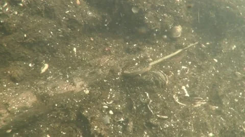 Diver documents a Bronze Age garment pin in the Tollensetal Part 2 Stock Footage 297613965