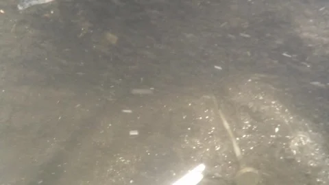 Diver documents a Bronze Age garment pin in the Tollensetal Stock Footage 297614177