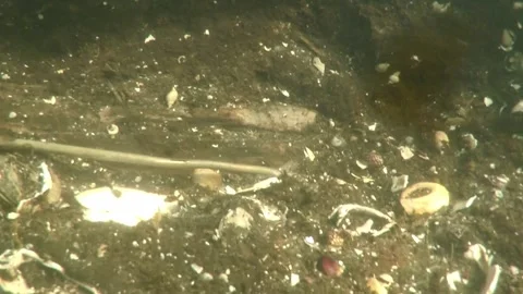 Diver documents a Bronze Age "spiral head" garment pin in the Tollensel Part 1 Stock Footage 297613962