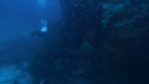 Diver with DPV next rocks and behind him a school of damselfish,Ustica Stock Footage 125522712