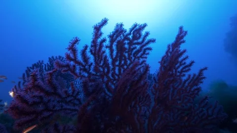 Diver with DPV  passes near red gorgonians and school of anthias,Ustica,Med sea Stock Footage 126759517