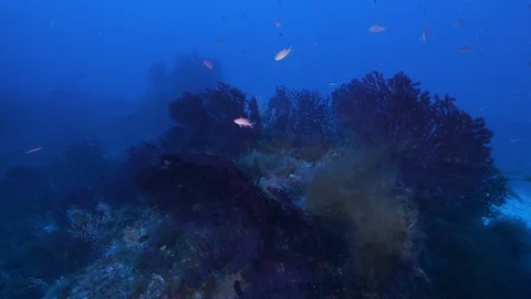 Diver with DPV passes on red gorgonians and school of anthias,Ustica,Med sea Stock Footage 126752617