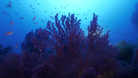 Diver with DPV  passes on red gorgonians and school of anthias,Ustica,Med sea Stock Footage 126756482